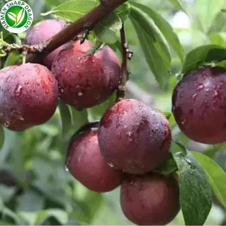 mrazené slivky frozen plums