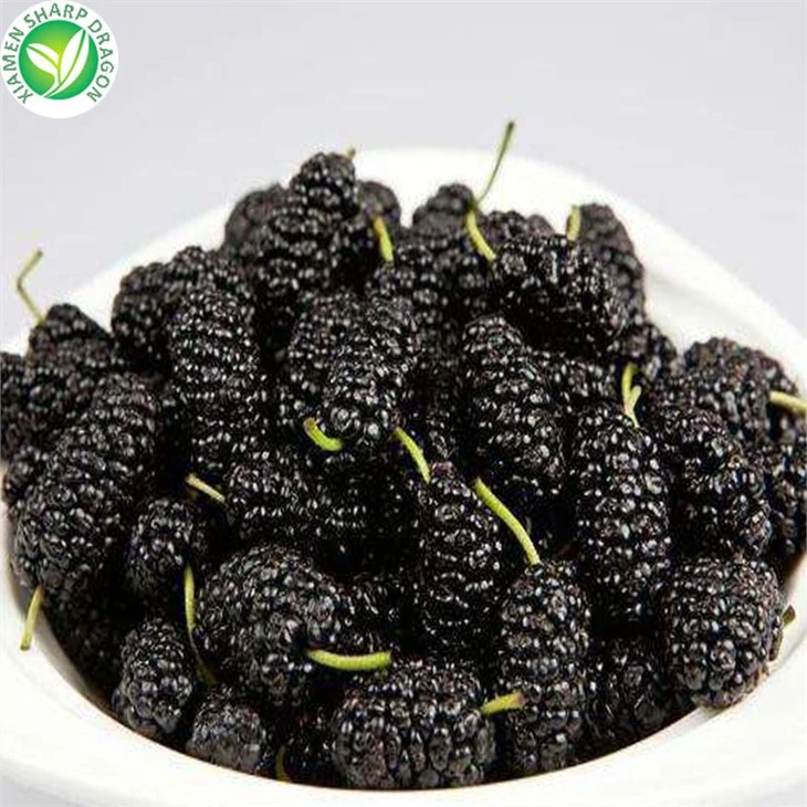 Black Mulberry Fruit Price