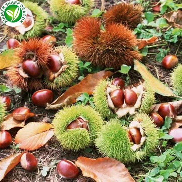 castanea mollissima